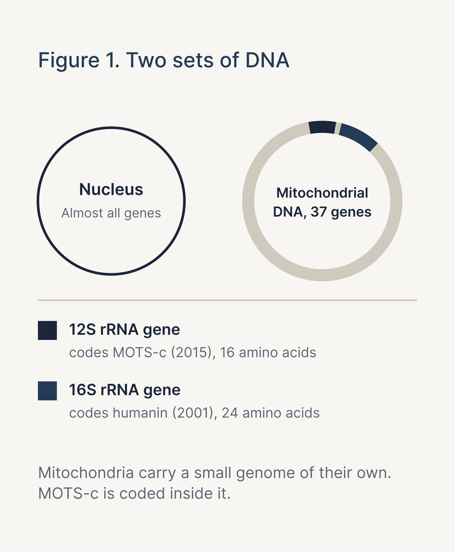 Figure 1: the nucleus holds almost all genes; mitochondrial DNA holds 37, with the 12S rRNA gene coding MOTS-c and the 16S rRNA gene coding humanin