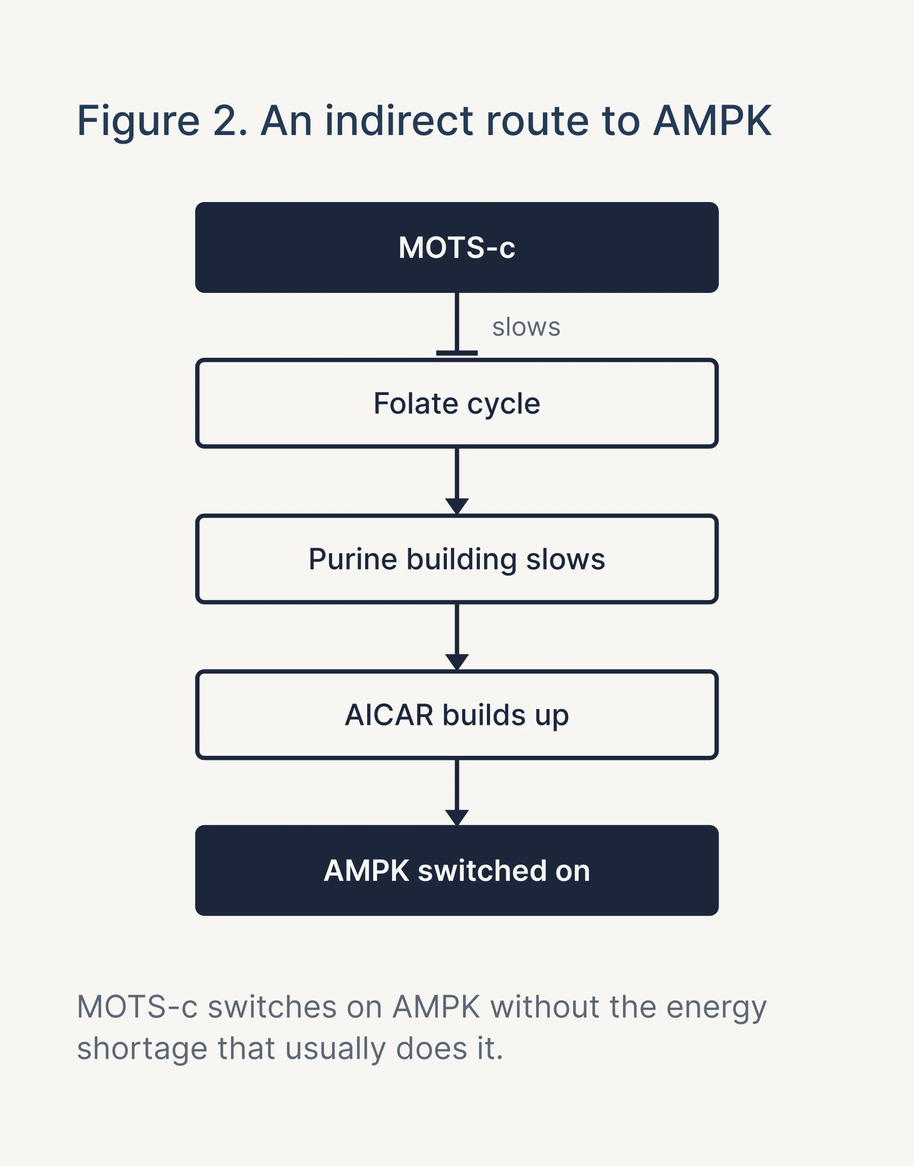 Figure 2: MOTS-c slows the folate cycle, purine building slows, AICAR builds up and AMPK switches on